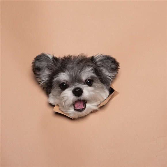PetShop 一家宠物店:郑州市新郑市