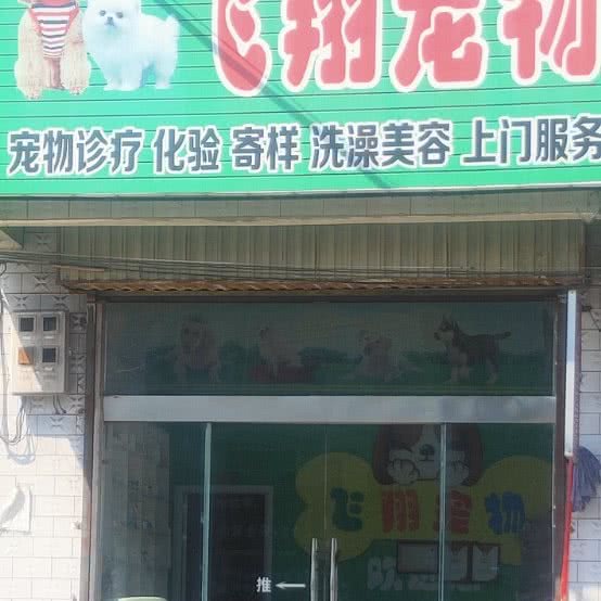飞翔宠物:郑州市登封市