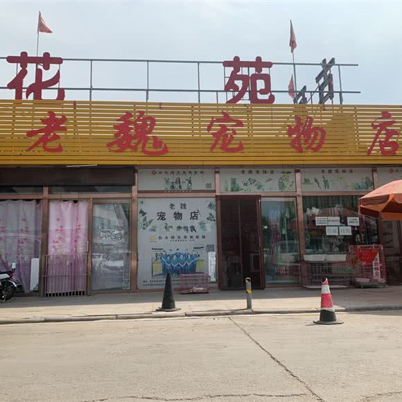 老魏宠物店:包头市青山区富强路美食街附近
