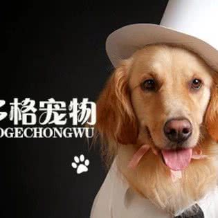 派多格狗狗:包头市青山区大连开发区附近