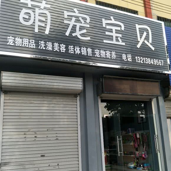 萌宠宝贝:平顶山市宝丰县
