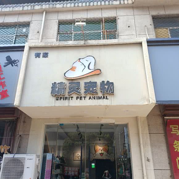 精灵宠物:焦作市武陟县