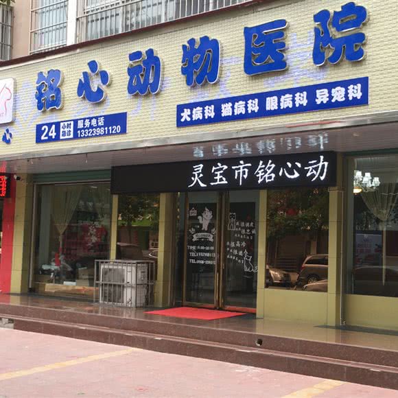 铭心动物医院:三门峡市灵宝市