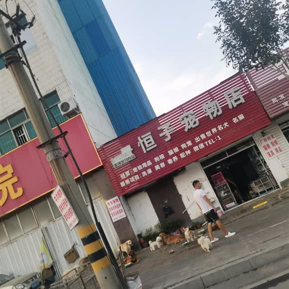 恒子宠物狗:驻马店市驿城区