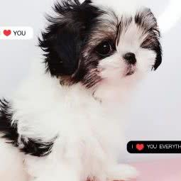精灵城堡犬舍:武汉市江岸区