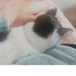 Siostar Cat 四友宠物猫舍:武汉市武昌区