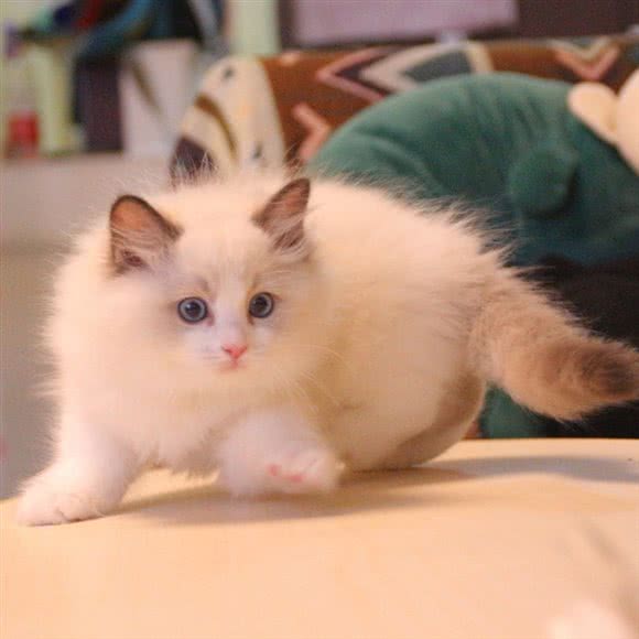 李小二的猫:武汉市武昌区