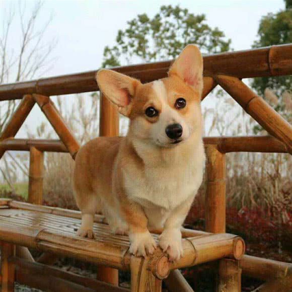 武汉因缘柯基·柴犬·犬舍:武汉市洪山区