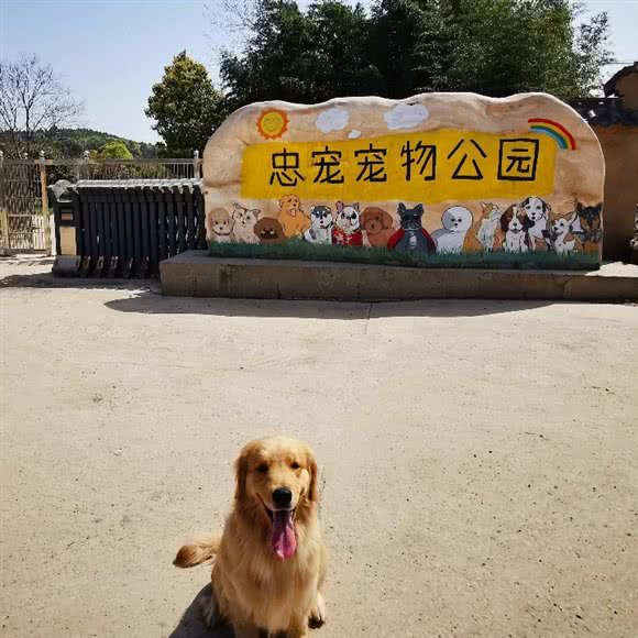 忠宠宠物公园宠物寄养游泳:武汉市江夏区