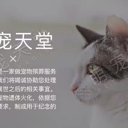 萌宠天堂宠物火化殡葬服务:武汉市江夏区