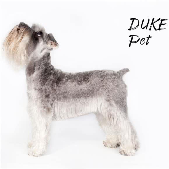 DUKE PET公爵宠物:武汉市黄陂区