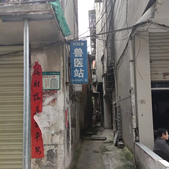 兴国镇兽医站:黄石市阳新县