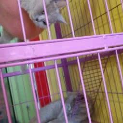 阿猫阿狗精品宠物:十堰市房县