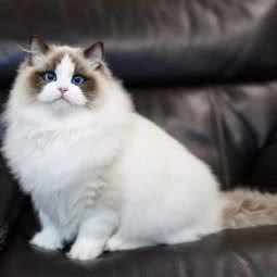 宠物猫猫舍:北京城区朝阳区高碑店附近