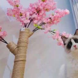 一诺の猫岛:宜昌市夷陵区