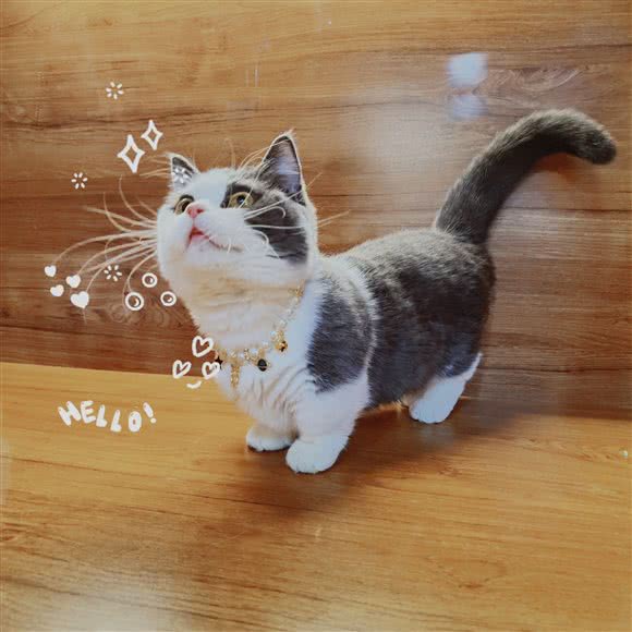 猫咖Honey meow:鄂尔多斯市东胜区区公安局附近