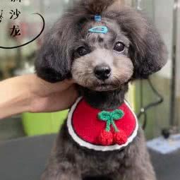 汪汪队宠物沙龙(武穴店):黄冈市武穴市