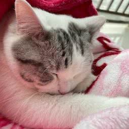 猫名堂宠物生活馆:恩施土家族苗族自治州利川市