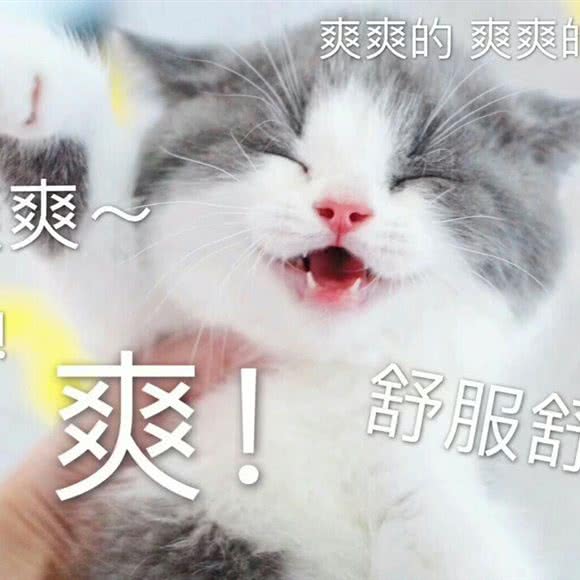 九乐宠物诊疗美容中心:恩施土家族苗族自治州利川市