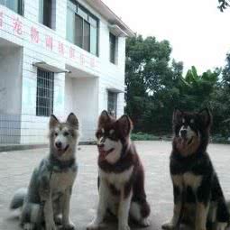 训犬长沙狗狗训练:长沙市望城区