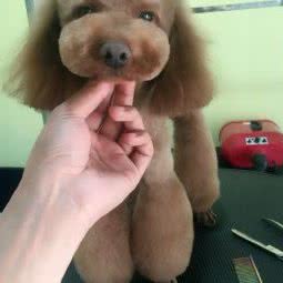 宠物联盟:呼伦贝尔市海拉尔区河西开发区附近