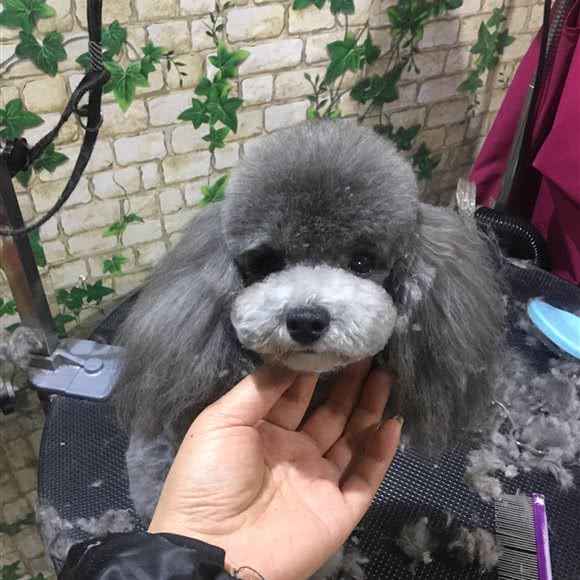 爱萌宠之居:呼伦贝尔市海拉尔区河西开发区附近