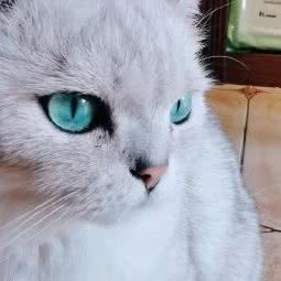 猫咪时光:湘潭市岳塘区