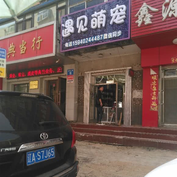 遇见萌宠:沈阳市和平区西塔/北市场附近