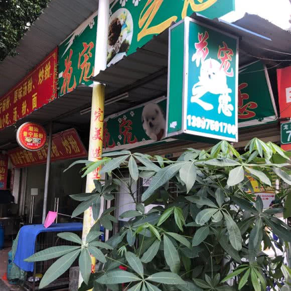 花宠之恋:广州市荔湾区