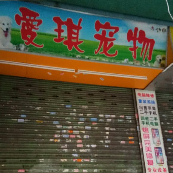 爱琪狗狗:广州市海珠区