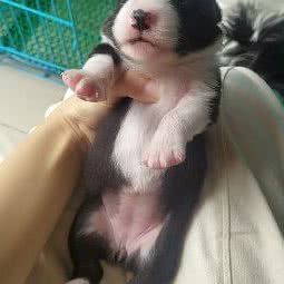 广州恒牧斋边牧犬舍:广州市番禺区