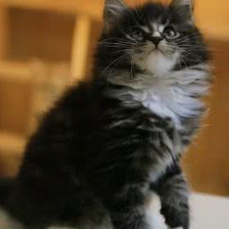 妮子猫舍:深圳市龙岗区