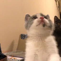 萌猫小店:汕头市澄海区