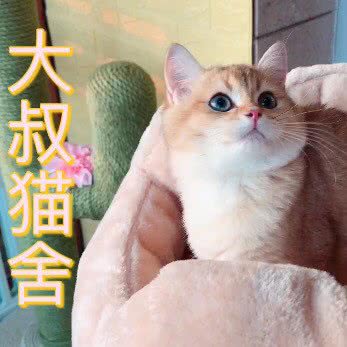 大叔猫舍:北京城区朝阳区四惠附近
