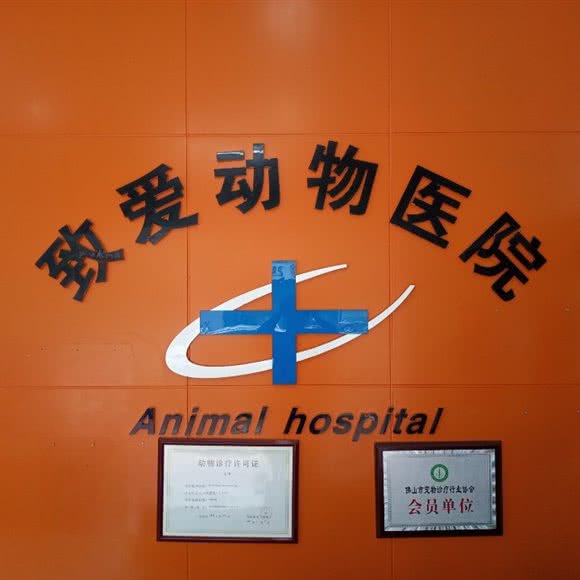 致爱动物医院猫专科医院:佛山市顺德区