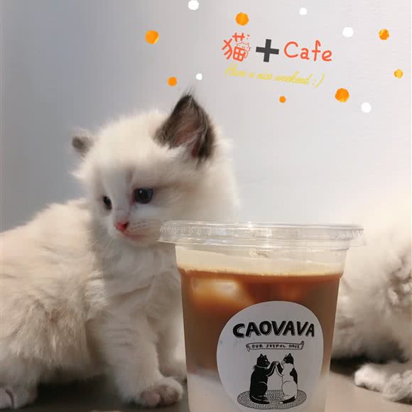 猫Plus:江门市蓬江区