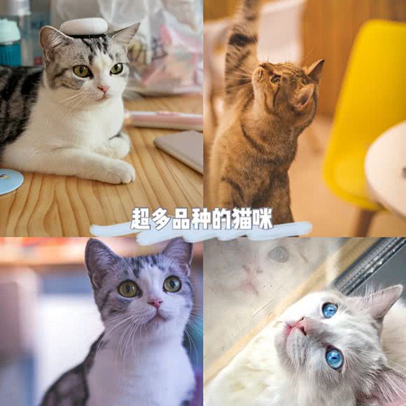 派汀族喵呜奶咖:沈阳市沈河区中街/故宫附近