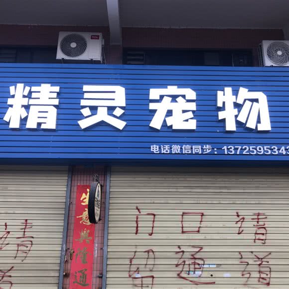 精灵宠物:江门市开平市