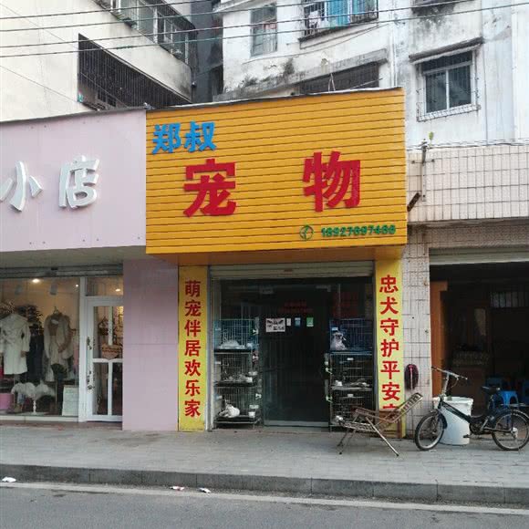 郑叔宠物:湛江市廉江市