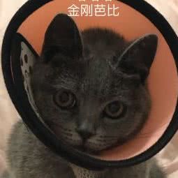 农大.一德宠物诊所:肇庆市四会市