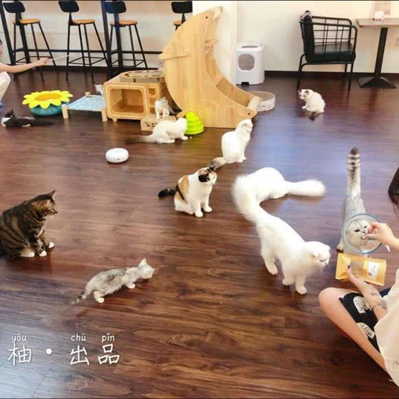 迪柚猫咖·迪柚猫用品专卖店:惠州市惠东县