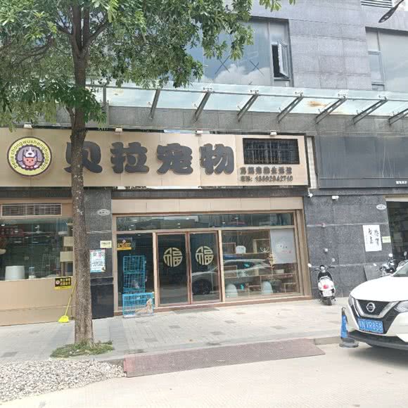 贝拉宠物狗:汕尾市陆丰市
