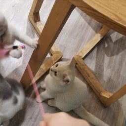 喵の屋:清远市清城区