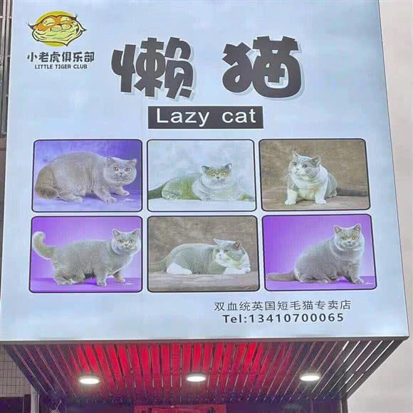 懒猫宠物生活馆:揭阳市榕城区