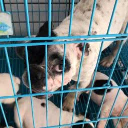 熊熊犬舍:南宁市兴宁区