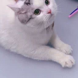 这有猫(维也纳分店):南宁市青秀区