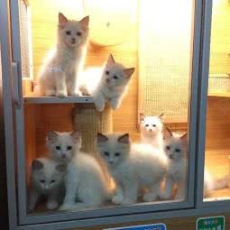 花猫宠物生活馆:南宁市西乡塘区
