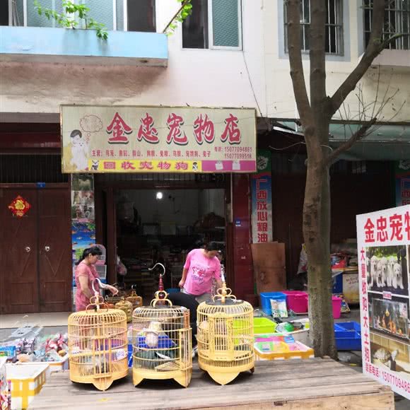 金忠宠物店:南宁市隆安县