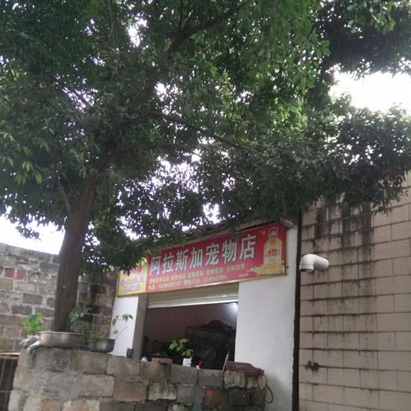 阿拉斯加宠物店:南宁市宾阳县