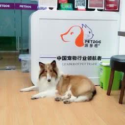 派多格宠物(北部湾中路店):北海市海城区